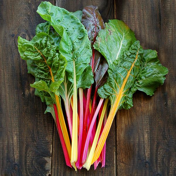 CHARD 'Improved Rainbow'