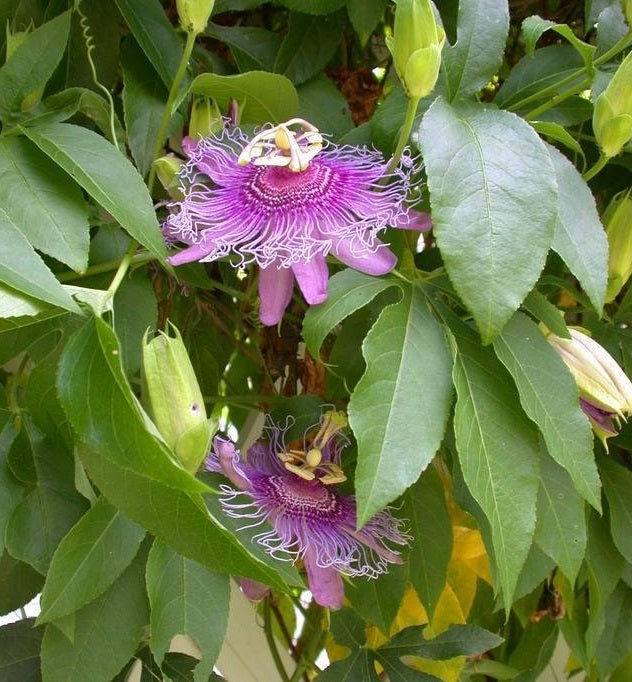 PASSIONFLOWER 'Incense' --Passiflora incarnata x. cinncicata--