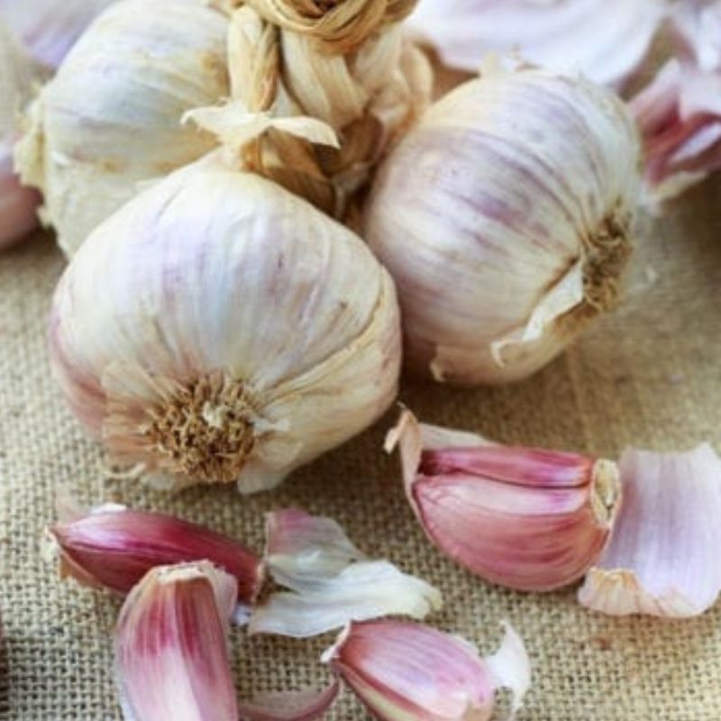 GARLIC 'Inchelium Red' --Allium sativum--
