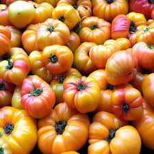 TOMATO 'Oaxacan Jewel'
