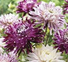 ZINNIA 'Blueberry Cheesecake'