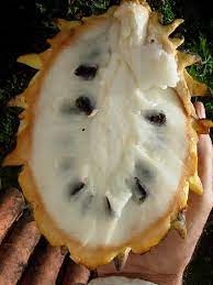 AMAZON CUSTARD-APPLE --Rollinia deliciosa--