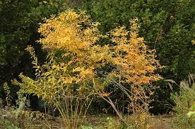 SPICEBUSH 'Common' --Lindera benzoin--