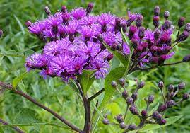 Vernonia baldwinii --Western Ironweed--
