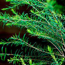 TEA TREE --Melaleuca alternafolia--