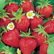 STRAWBERRY 'Chandler Junebearing' --Fragaria x ananassa--