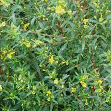 SINICUICHI 'Sun-Opener' --Heimia salicifolia--