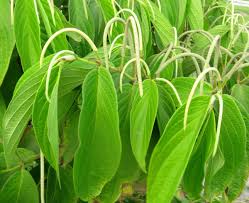 MATICO --Piper elongatum--