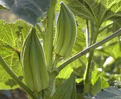 five small fat green okra pods arranged on a wooden table