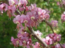 Ungnadia speciosa --Mexican Buckeye--