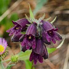 Penstemon whippleanus --Chocolate Drop Penstemon--