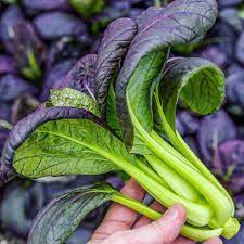 ASIAN GREENS 'Purple Lady Bok Choy'