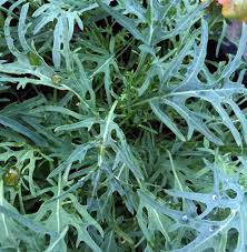 KALE 'Jagallo Nero'
