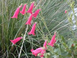 Penstemon baccharifolius --Rock Penstemon--