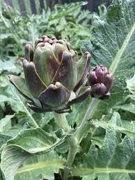 ARTICHOKE 'Colorado Red Star'
