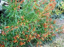 Lobelia laxiflora --Candy Corn Cardinal Flower--