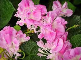 MORNING GLORY 'Split Second'