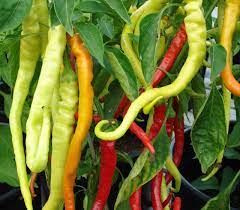 PEPPER 'Corbaci'