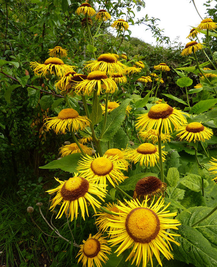 ELECAMPANE 'Magnifica' --Inula magnifica--