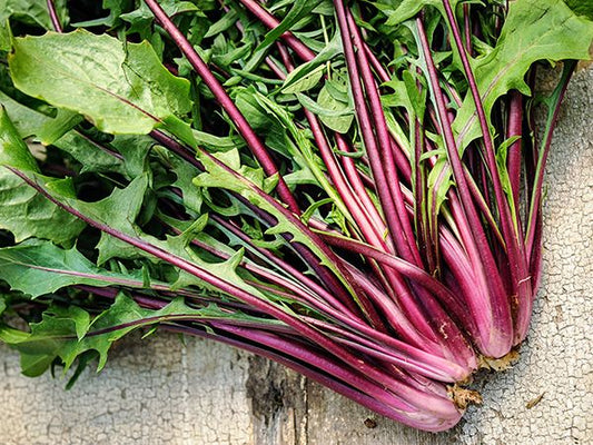 DANDELION GREENS 'Italiko Rosso' --Cichorium intybus--