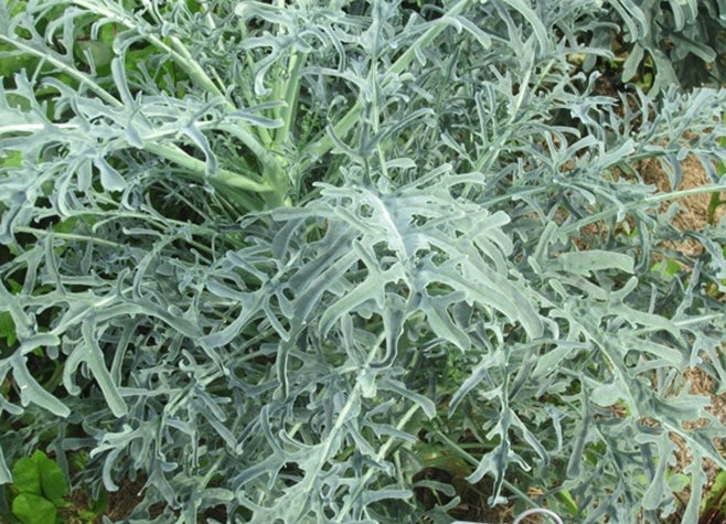 KALE 'Jagallo Nero'