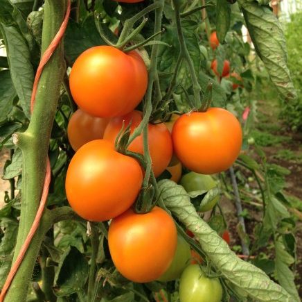 TOMATO 'Jaune Flamme'