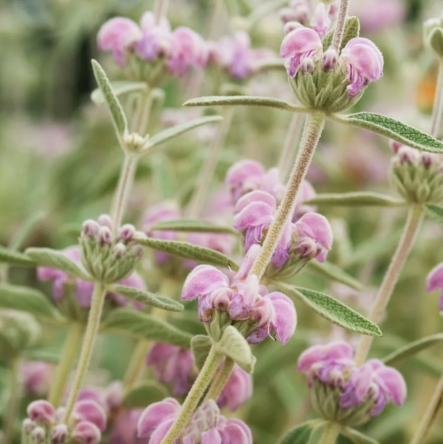 Phlomis purpurea --Jerusalem Purple Sage--