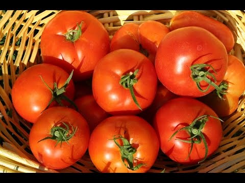 TOMATO 'Jet Star'