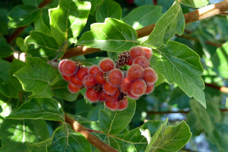 Rhus aromatica --Fragrant Sumac--