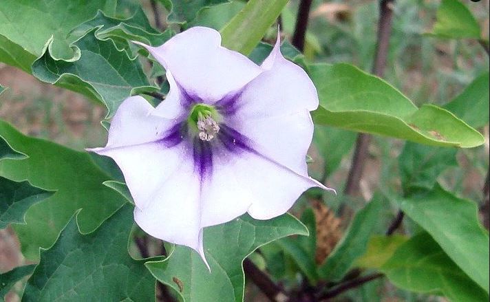 DEVIL'S TRUMPET 'Jimsonweed' --Datura stramonium--