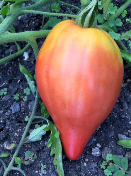 TOMATO 'Joe Pesch'