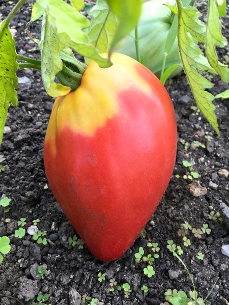 TOMATO 'Joe Pesch'