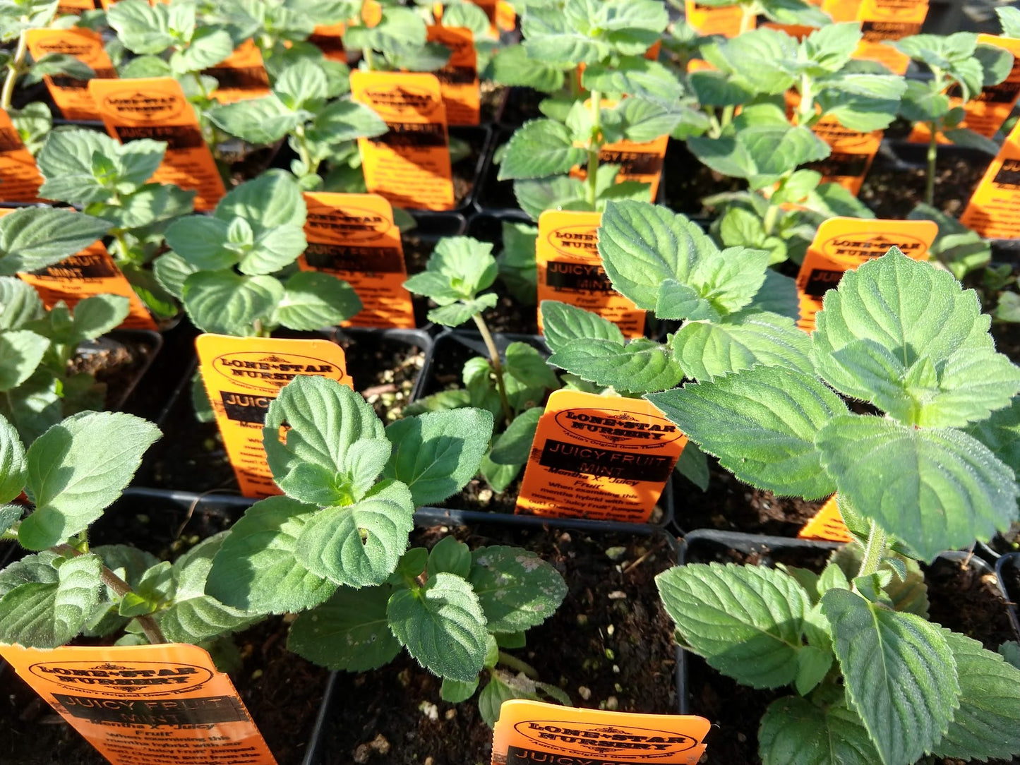 MINT 'Juicy Fruit' --Mentha x.--