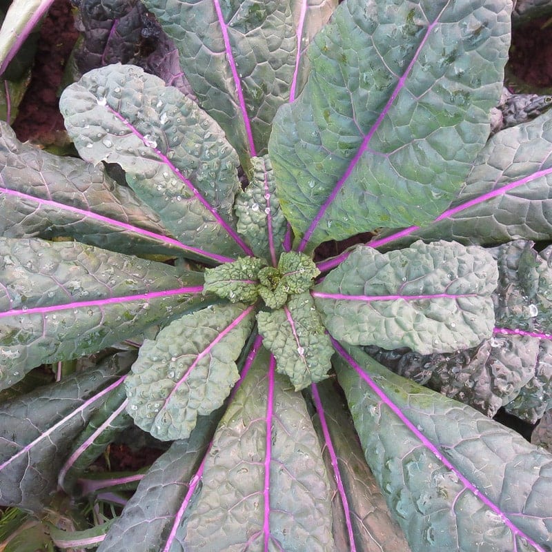 KALE 'Dazzling Blue Dinosaur'
