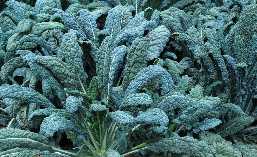 KALE 'Lacinato Dinosaur'