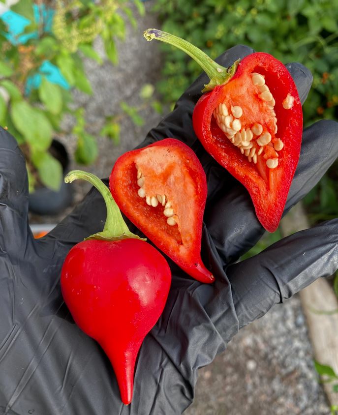 PEPPER 'Kalugeritsa'