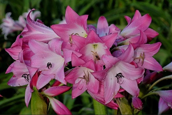 Crinum --Kim Maureen Lily--