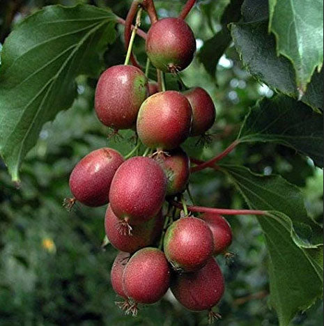 KIWI 'Ken's Red Hardy Female' --Actinidia purpurea x. melanandra--