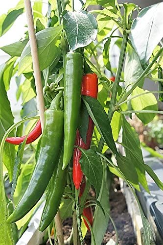 PEPPER 'Korean Dark Green'