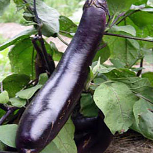 EGGPLANT 'Kurume Long'