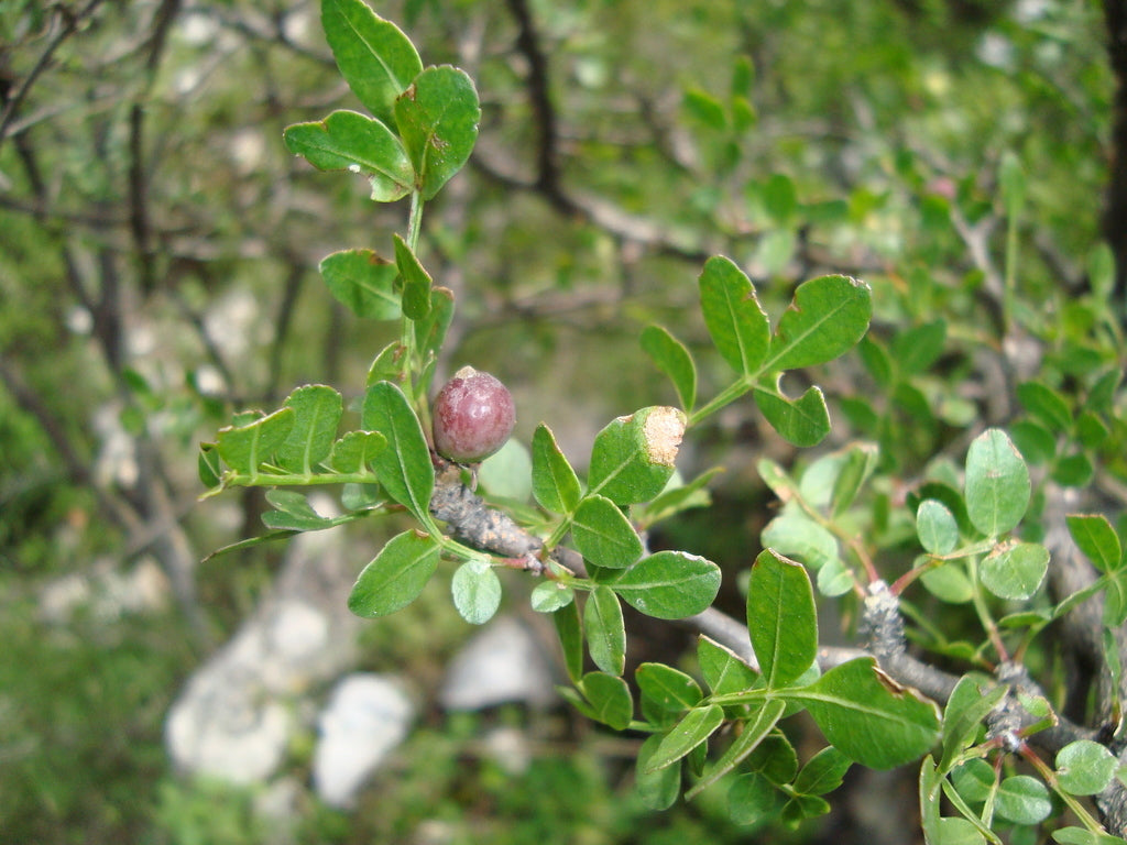 FRANKINCENSE 'Mexican' --Bursera fagaroides--