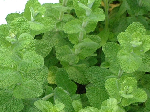 MINT 'Apple' --Mentha suaveolens--