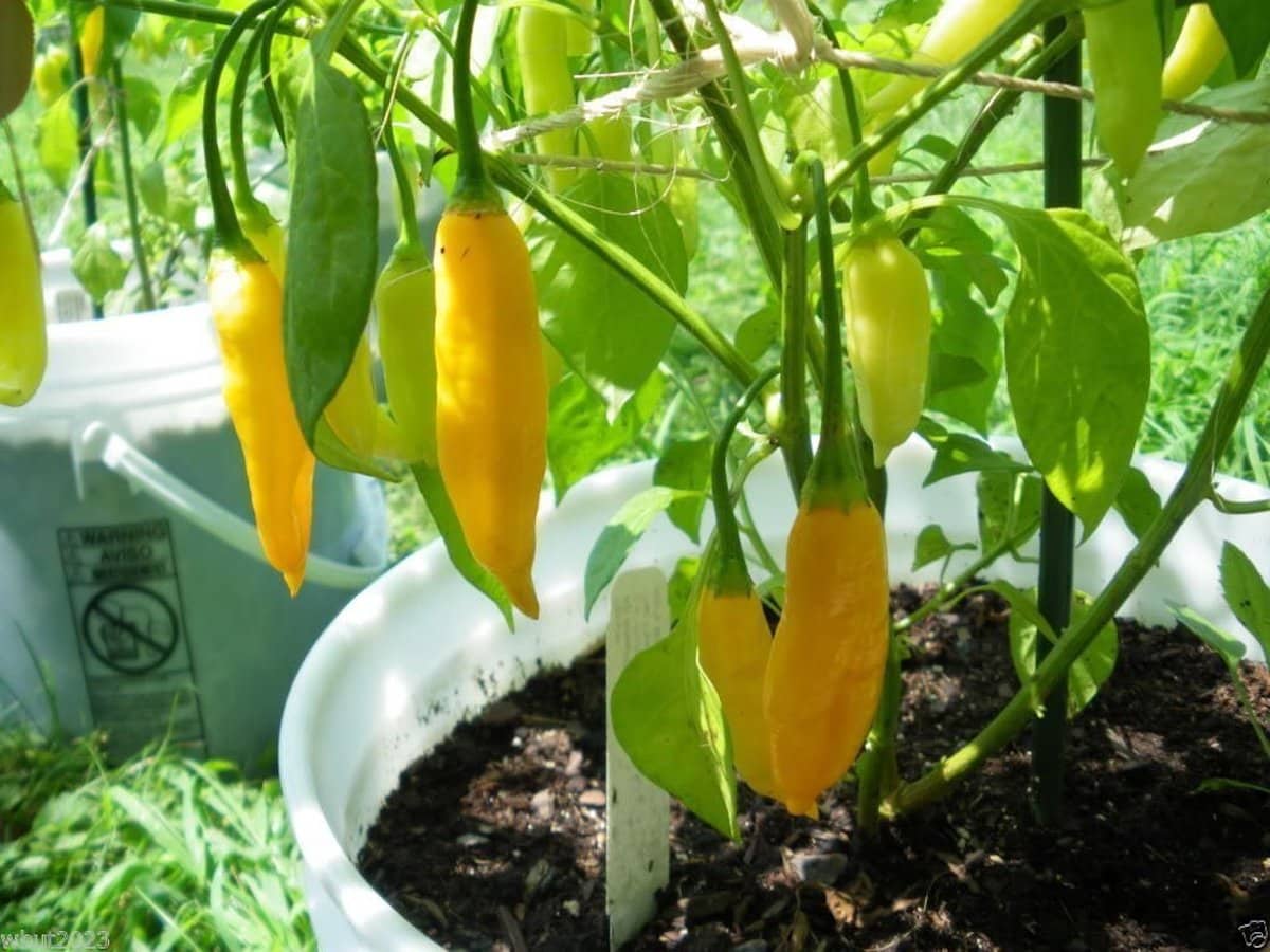 PEPPER 'Lemon Drop' --Capsicum baccatum--