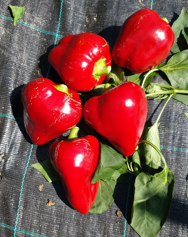 PEPPER 'Lesya'