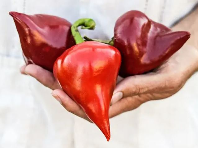 PEPPER 'Lesya'