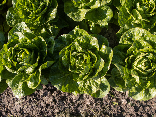 LETTUCE 'Xalbadora'