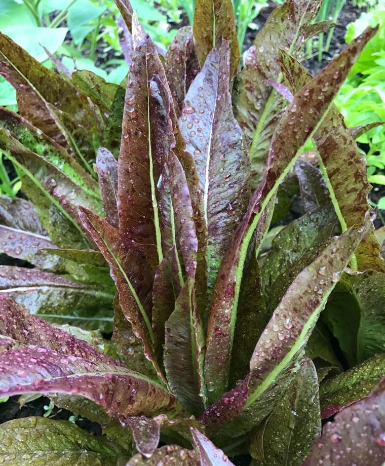 LETTUCE 'Really Red Deer Tongue'