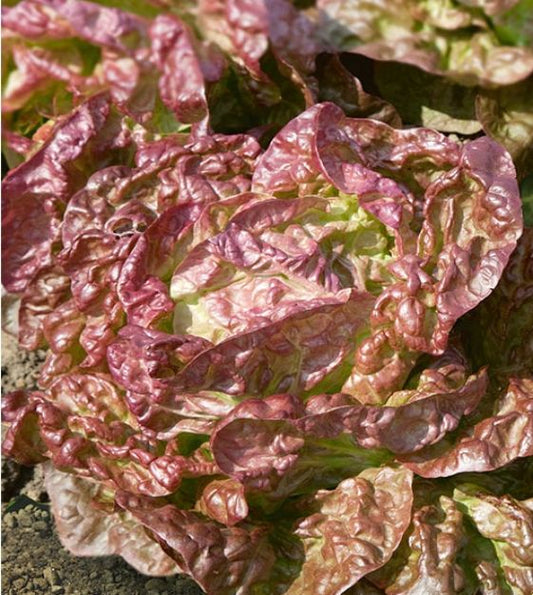 LETTUCE 'Sweet Valentine'