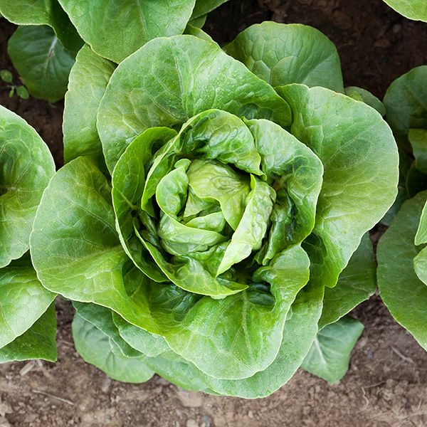 LETTUCE 'Newham'