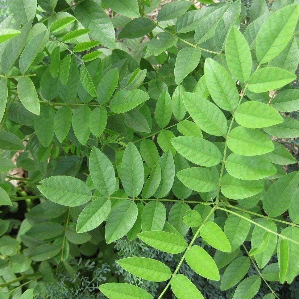 LICORICE 'Official' --Glycyrrhiza glabra--